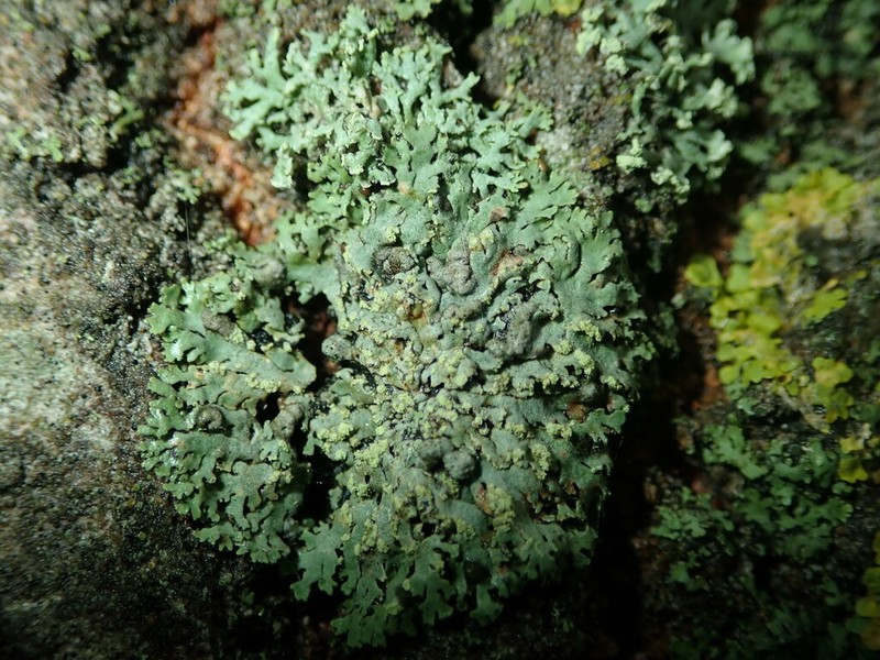 Polycoccum pulvinatum photo 7