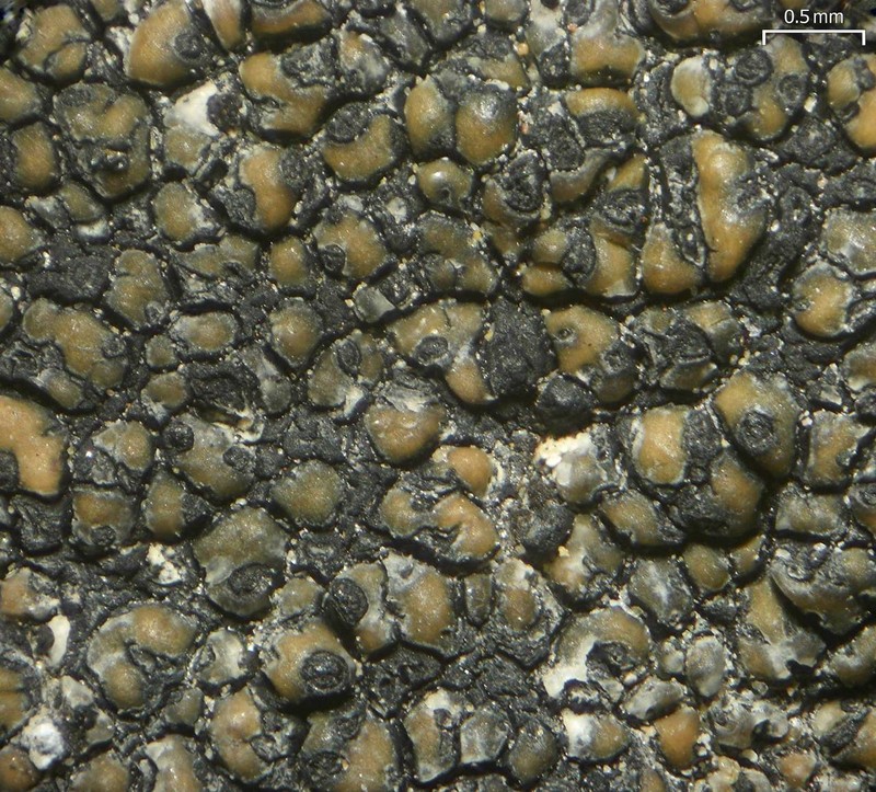 Polycoccum sporastatiae