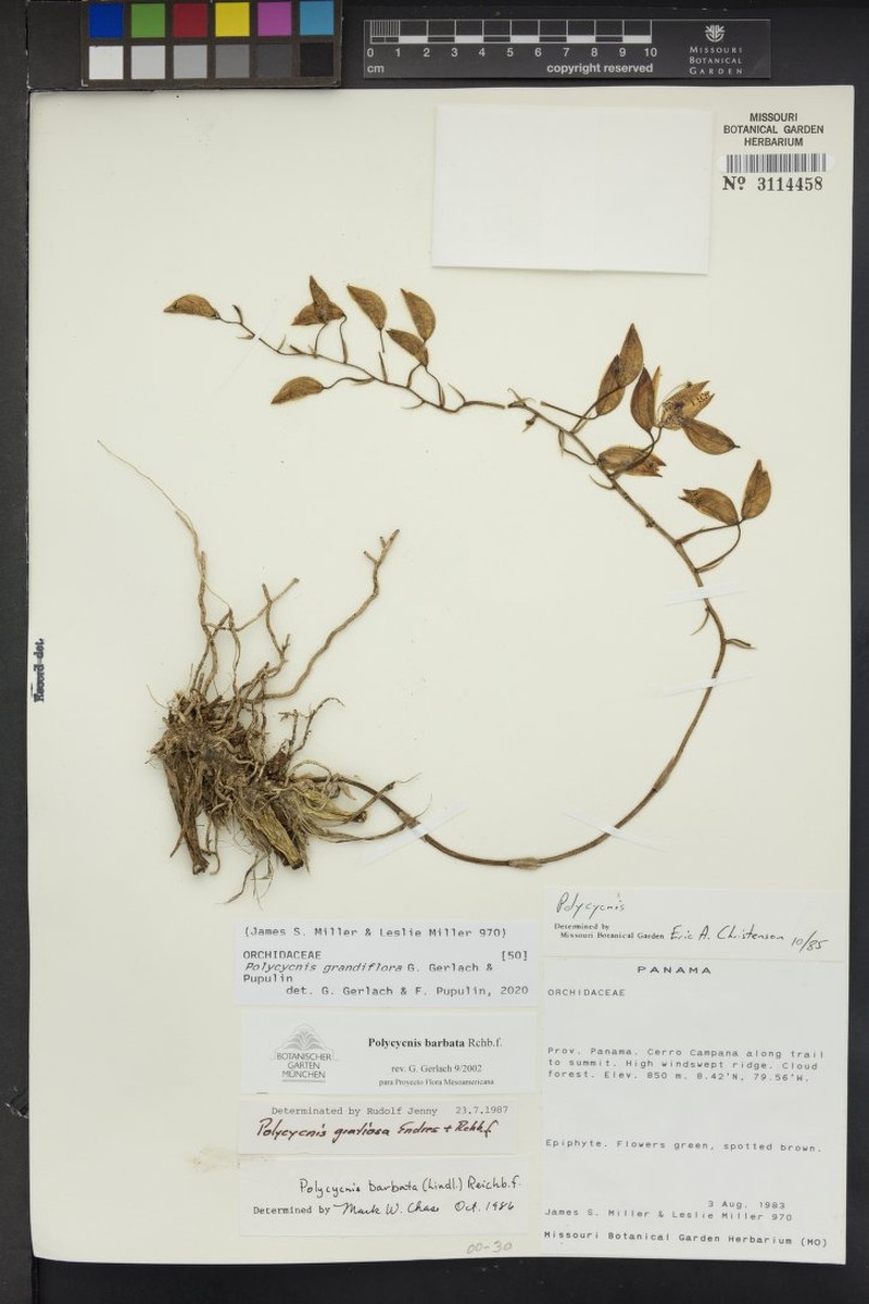 Polycycnis grandiflora