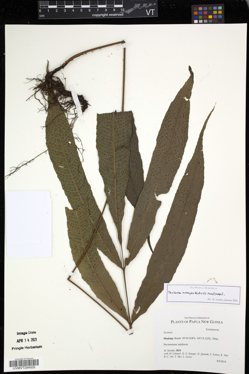 Polydictyum menyanthidis