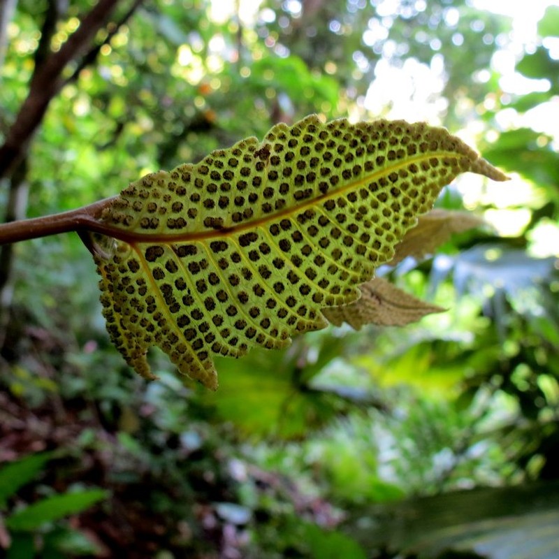 Polydictyum ternatum