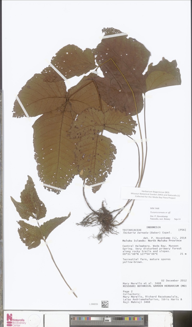 Polydictyum ternatum photo 2