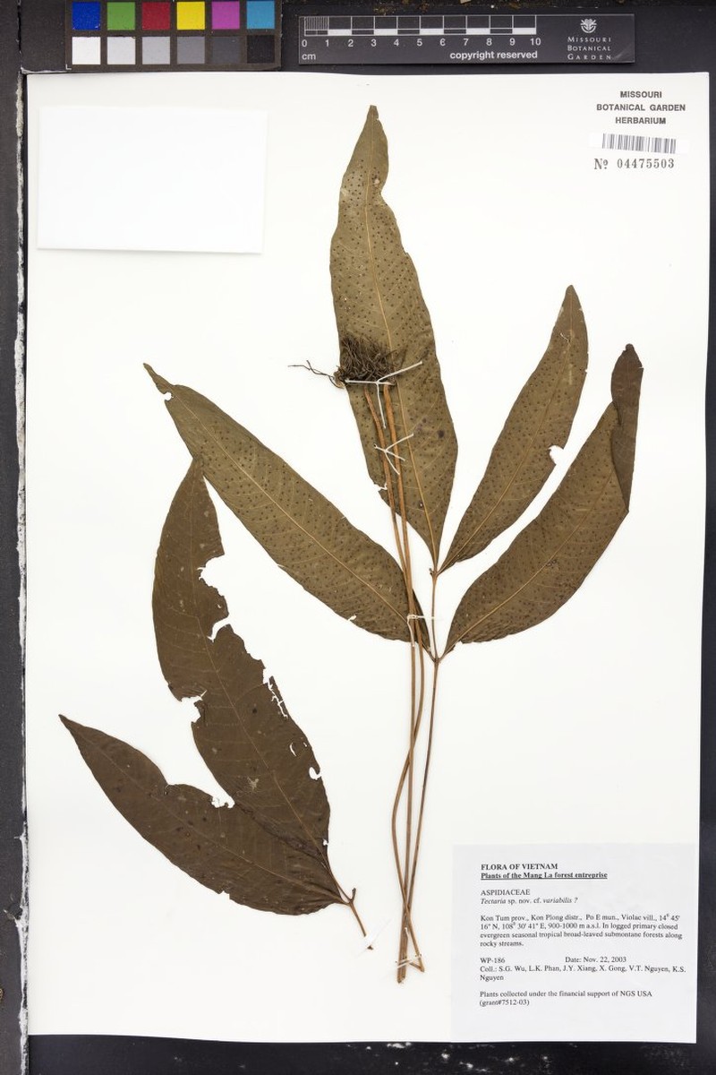 Polydictyum variabile