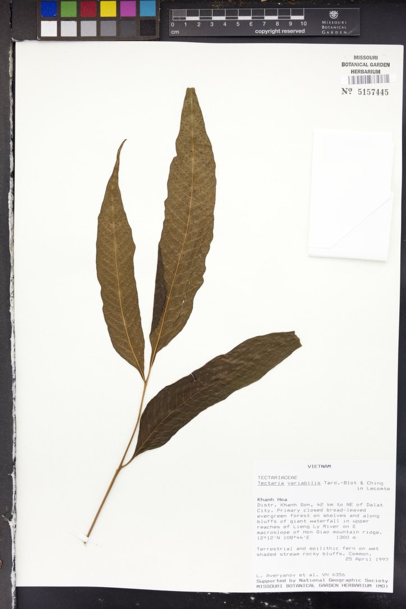 Polydictyum variabile photo 2