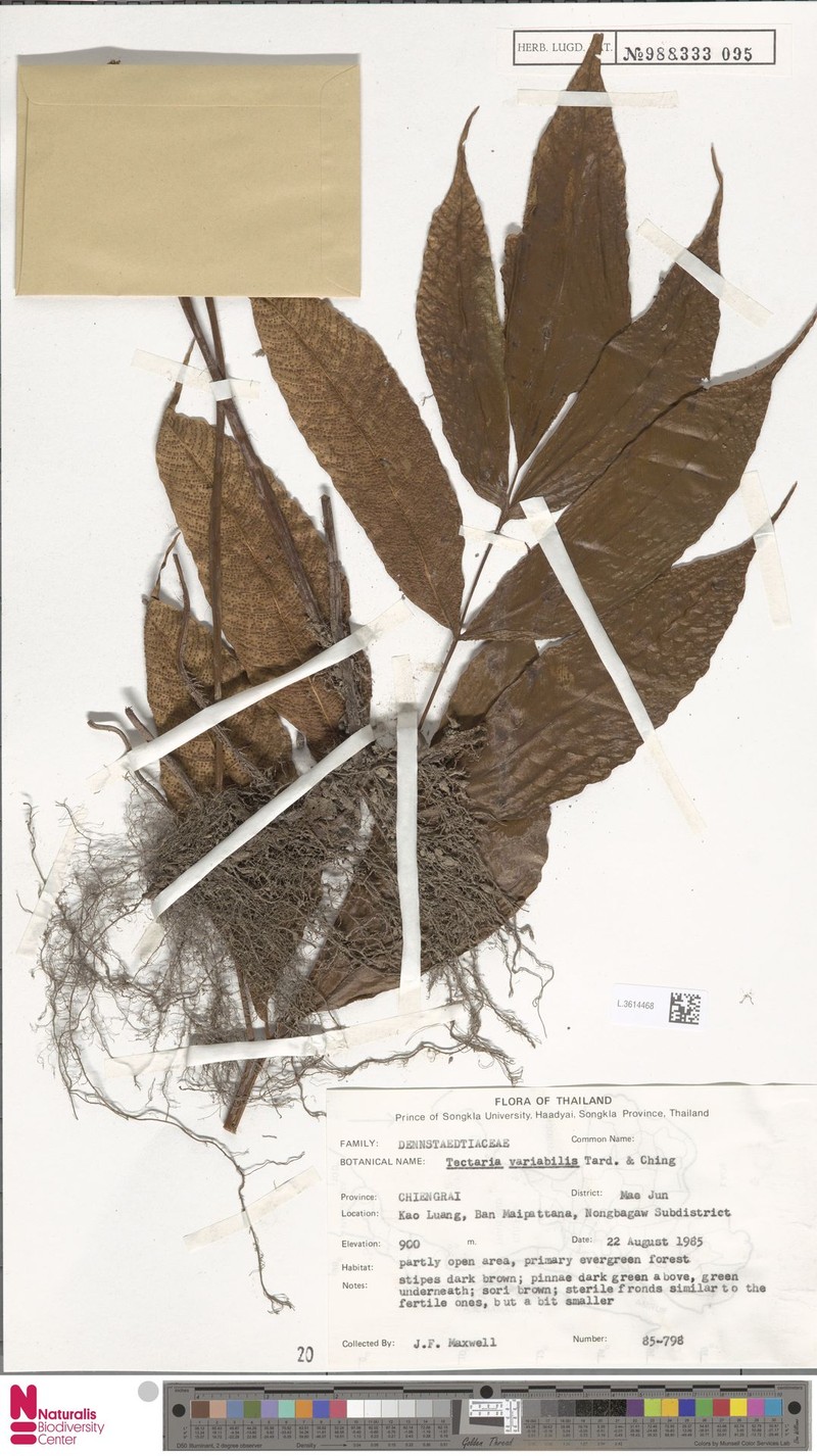Polydictyum variabile photo 3