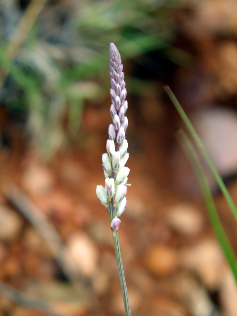 White Milkwort photo 2