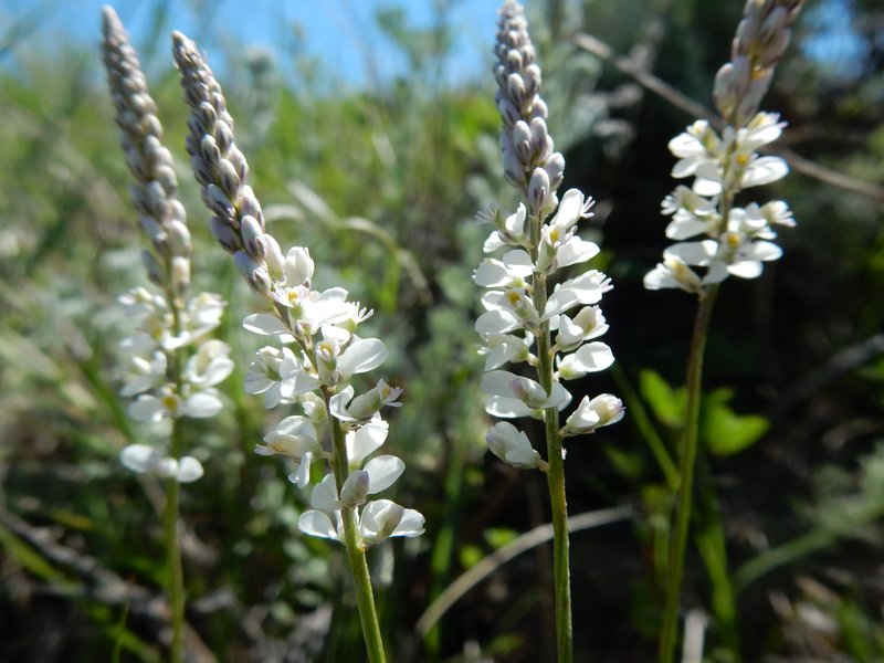 White Milkwort photo 6