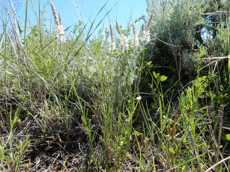White Milkwort photo 7