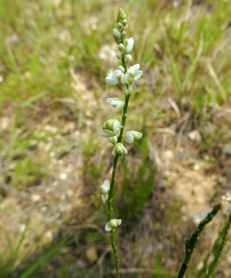 White Milkwort