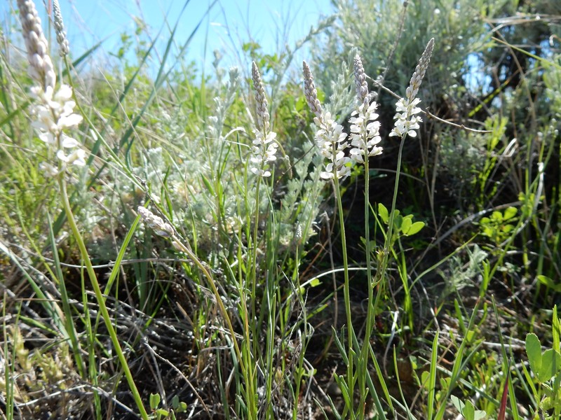 White Milkwort photo 4