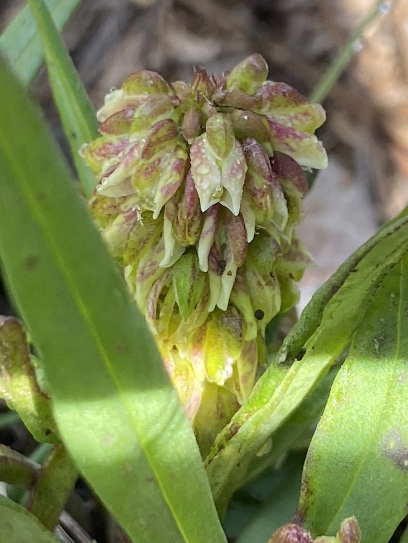 Polygala albida subsp. albida