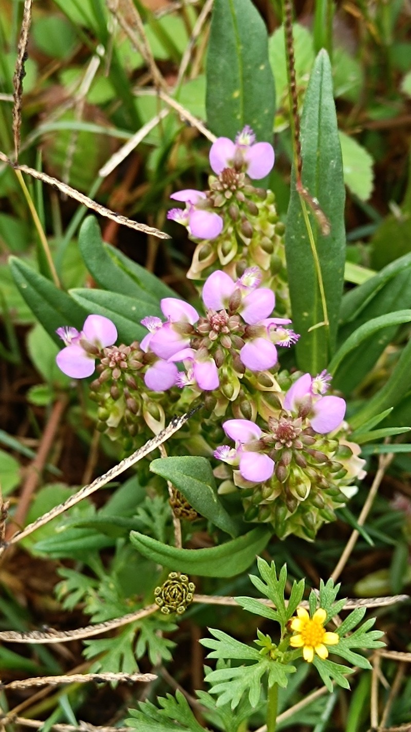 Polygala albida subsp. albida photo 2