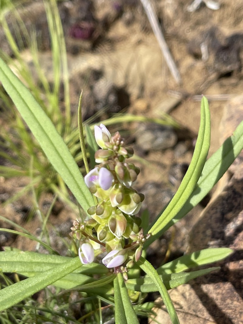 Polygala albida subsp. albida photo 3