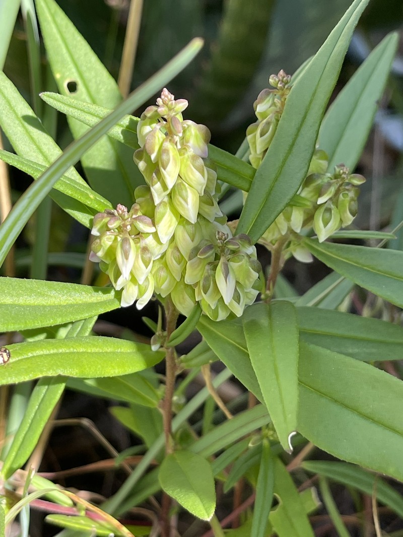 Polygala albida subsp. albida photo 4