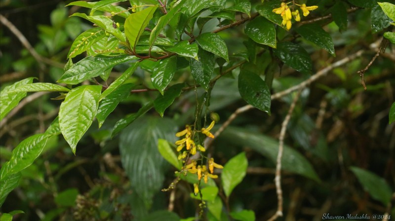Polygala arillata var. arillata