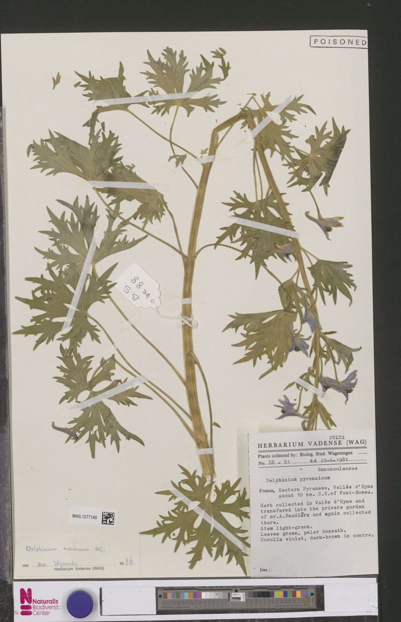 Polygala baikiei subsp. baikiei