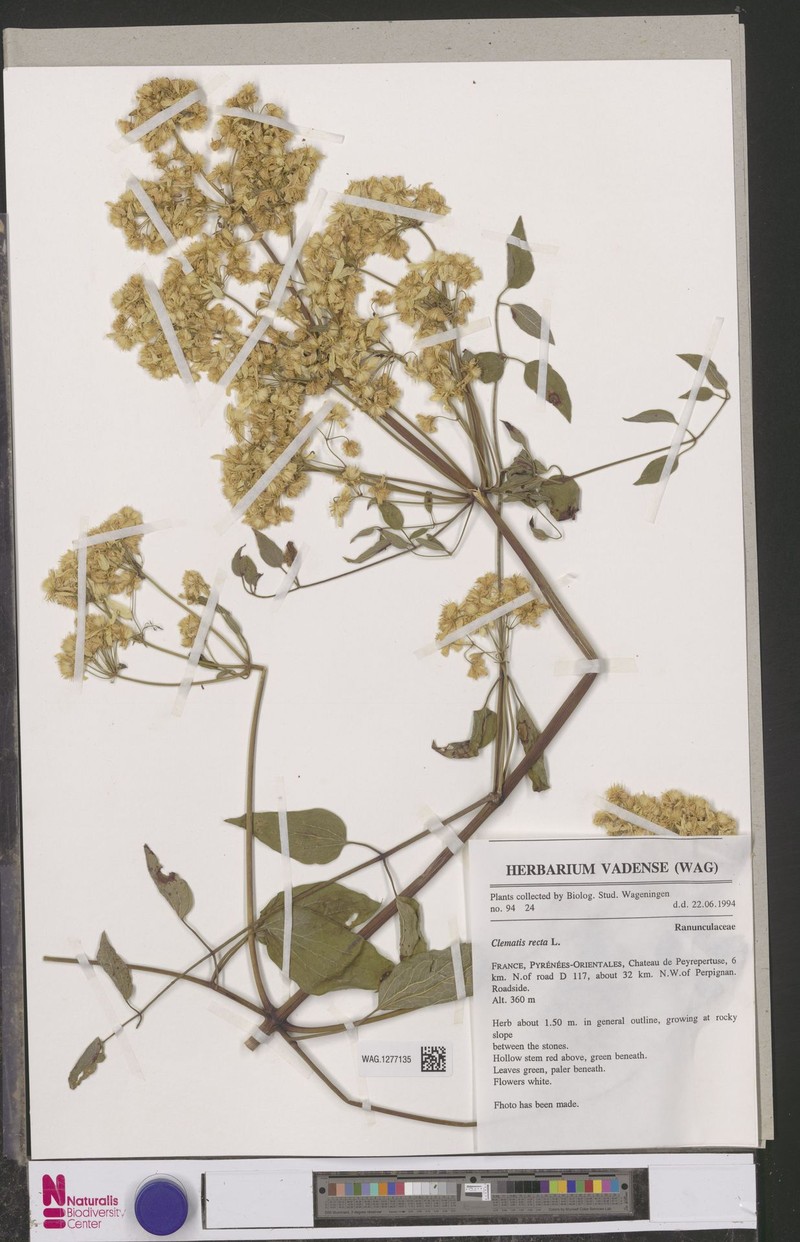 Polygala baikiei subsp. baikiei photo 2