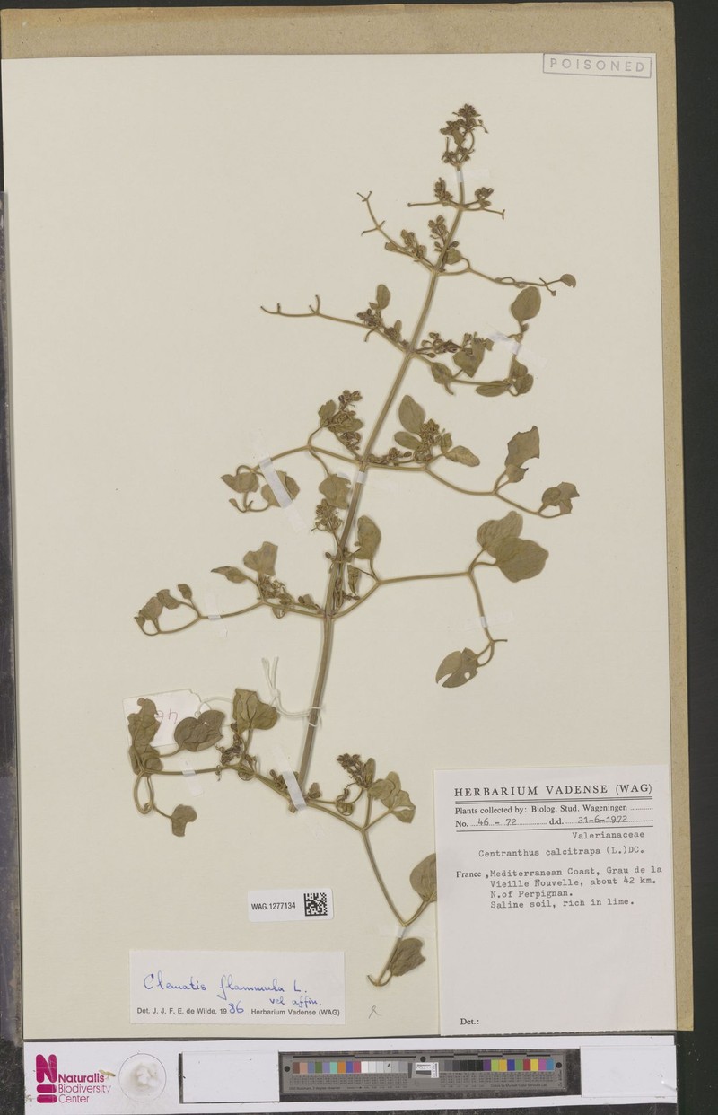 Polygala baikiei subsp. baikiei photo 3