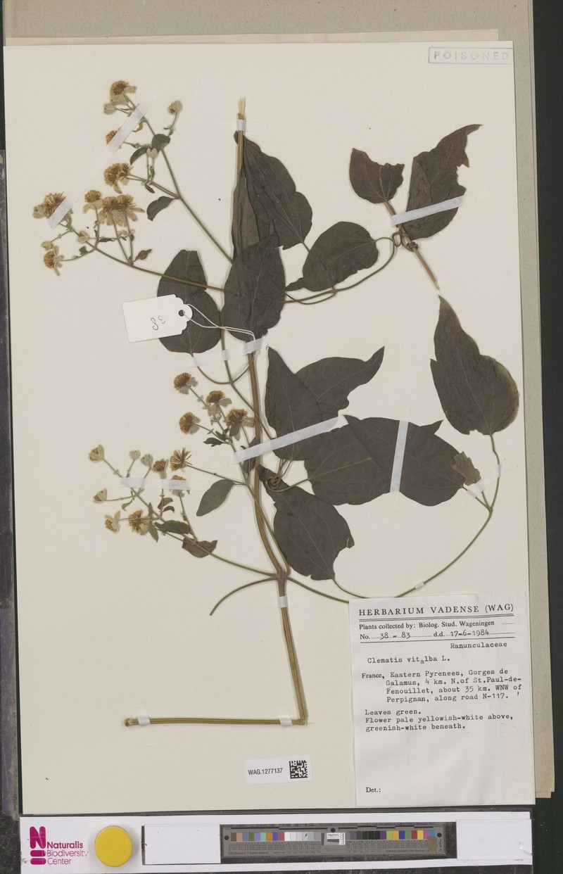 Polygala baikiei subsp. baikiei photo 4
