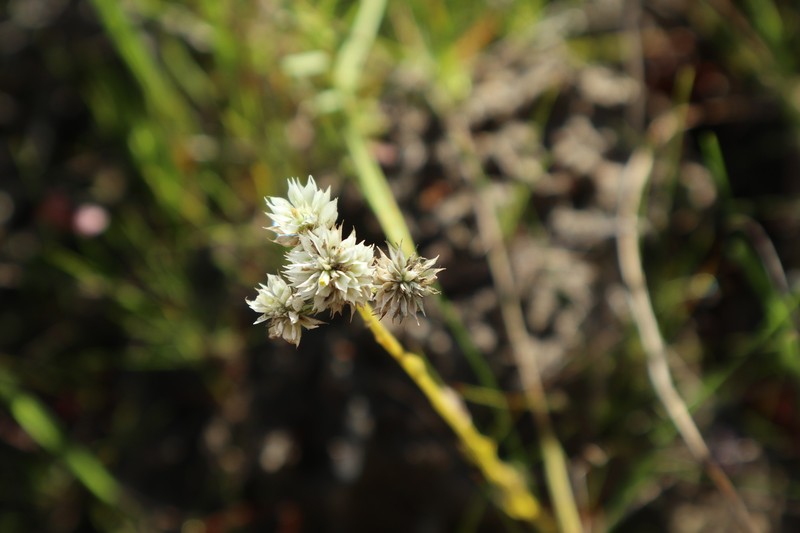 Baldwin's Milkwort