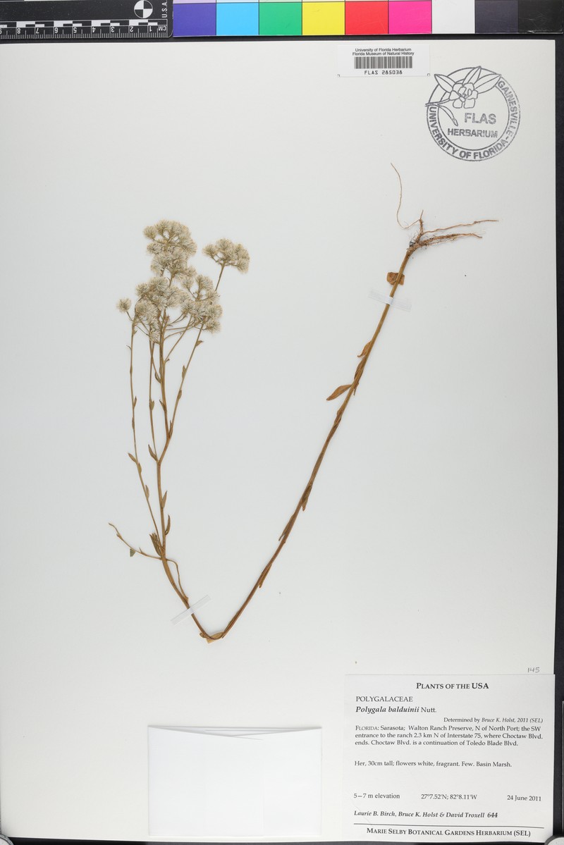 Baldwin's Milkwort photo 2