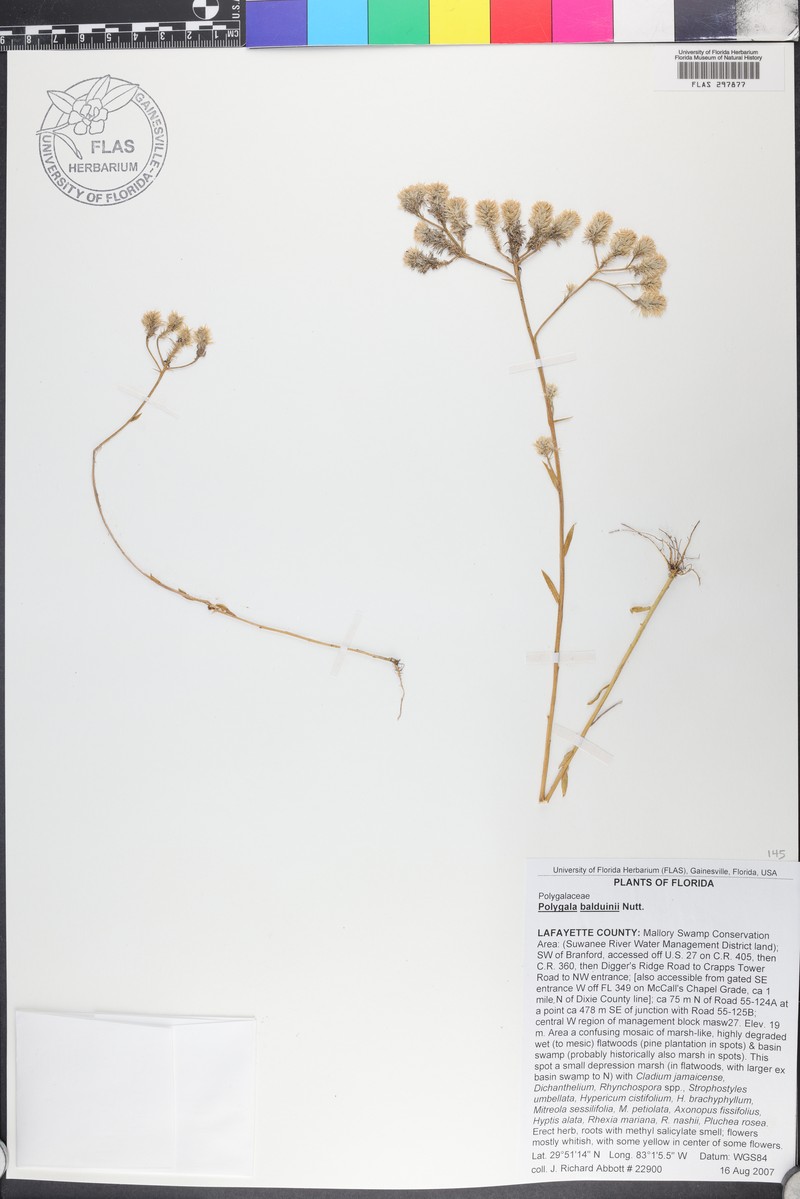 Baldwin's Milkwort photo 3
