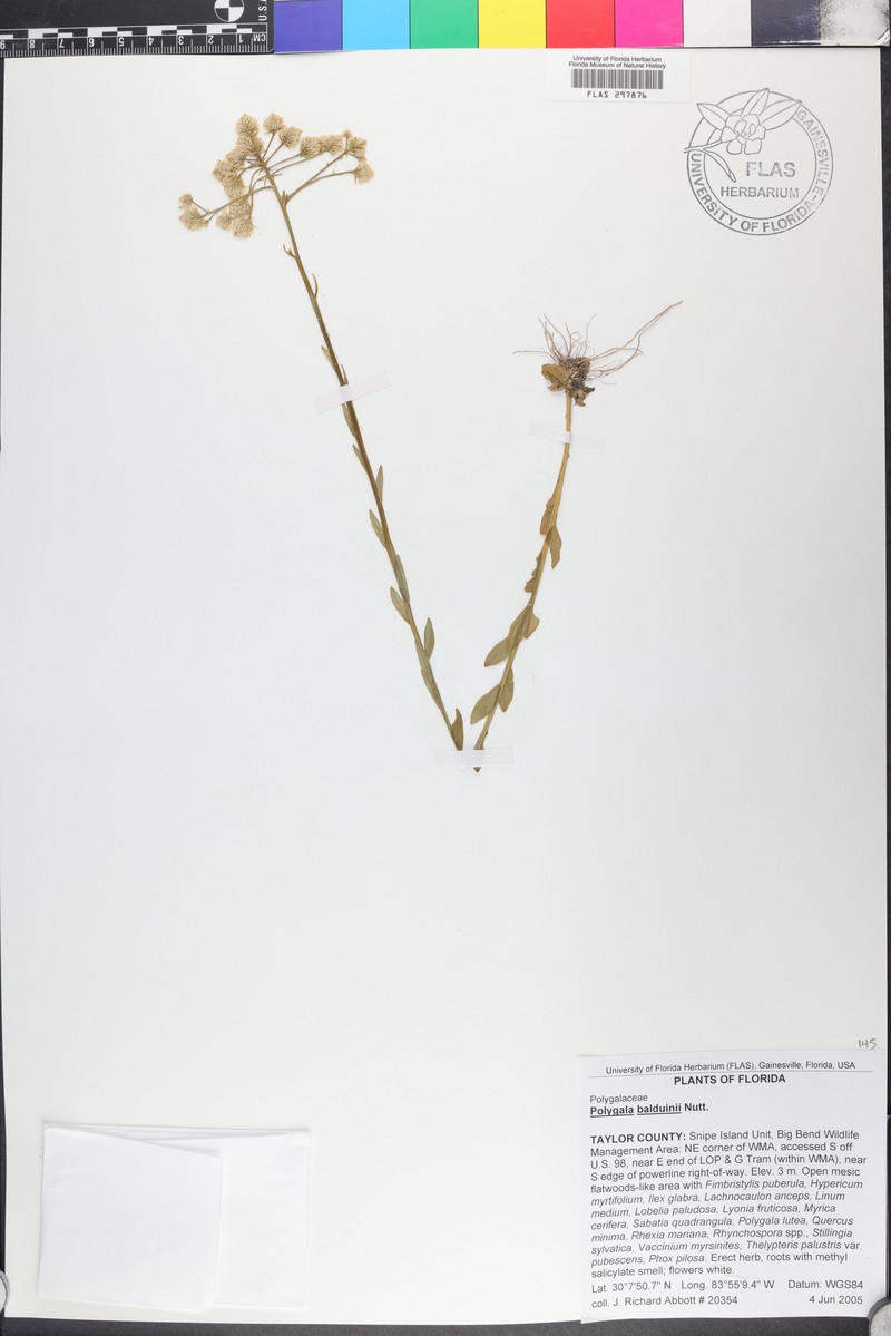 Baldwin's Milkwort photo 4