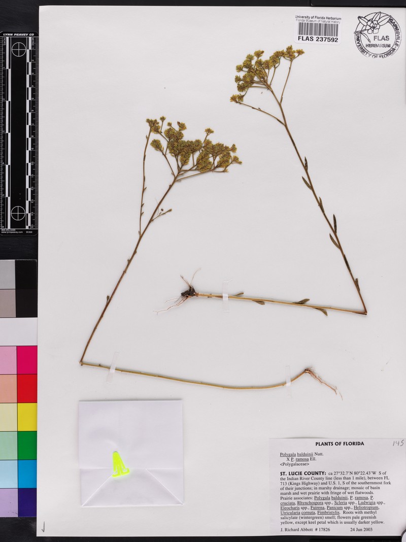 Baldwin's Milkwort photo 5