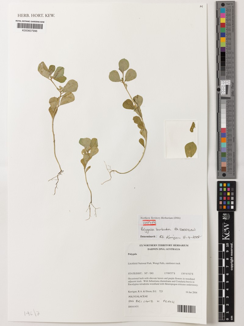 Polygala barbata