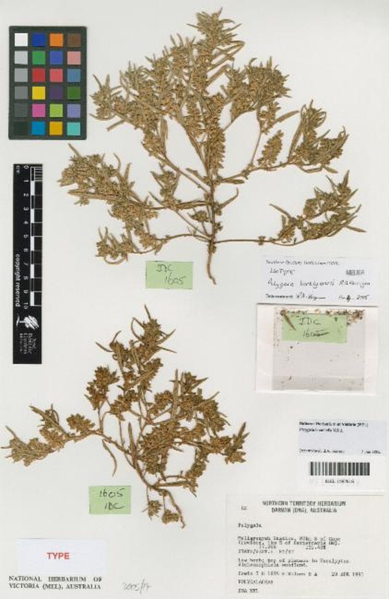 Polygala barklyensis