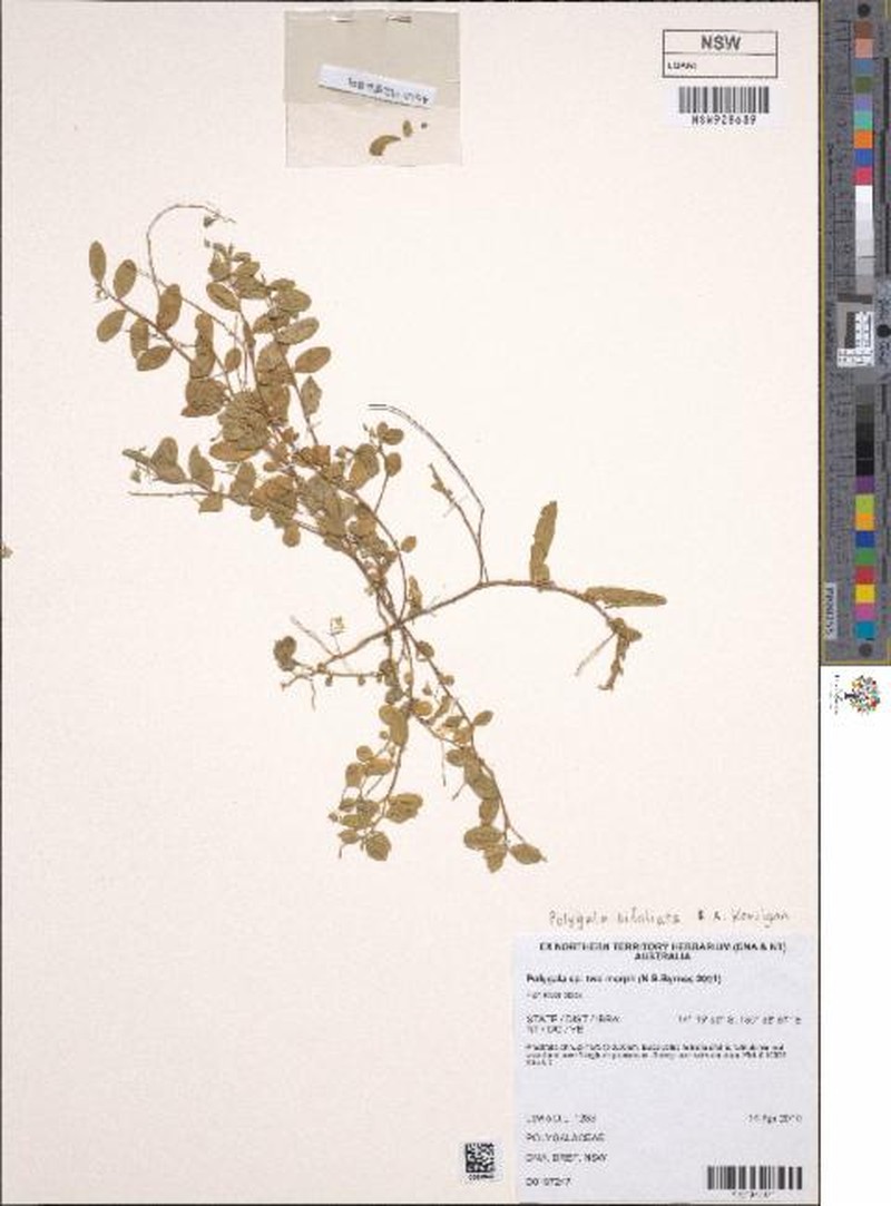 Polygala bifoliata