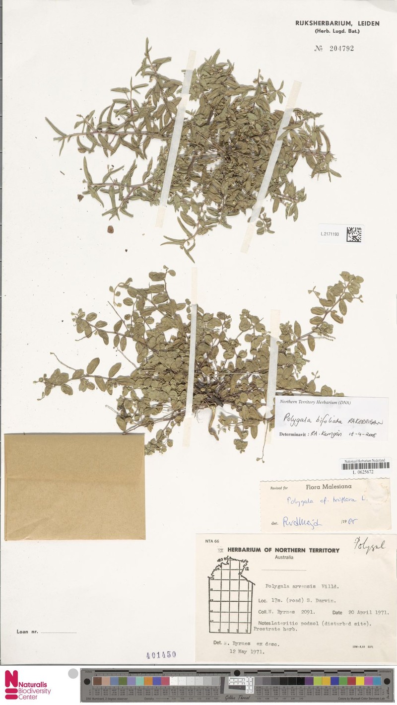 Polygala bifoliata photo 2