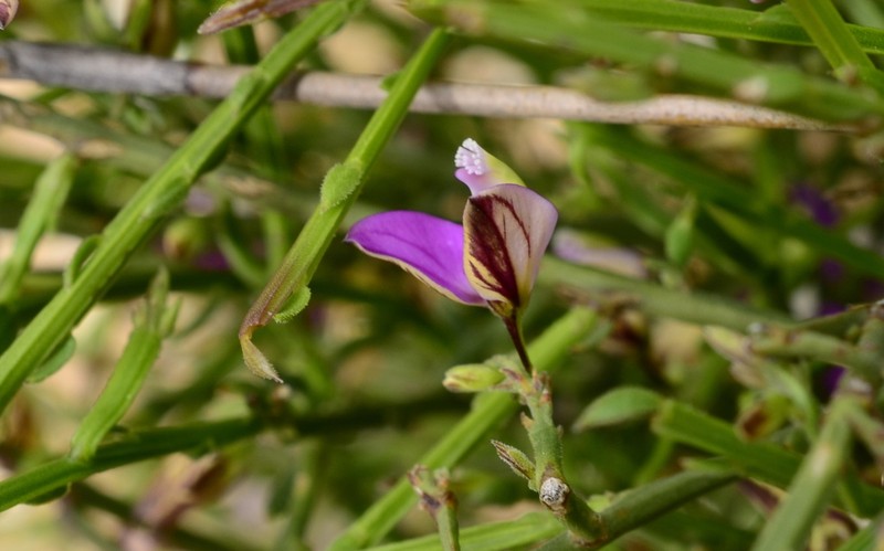 Polygala brachyphylla