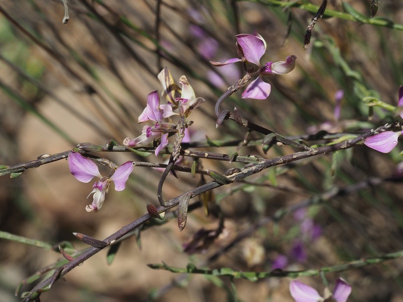 Polygala brachyphylla photo 2
