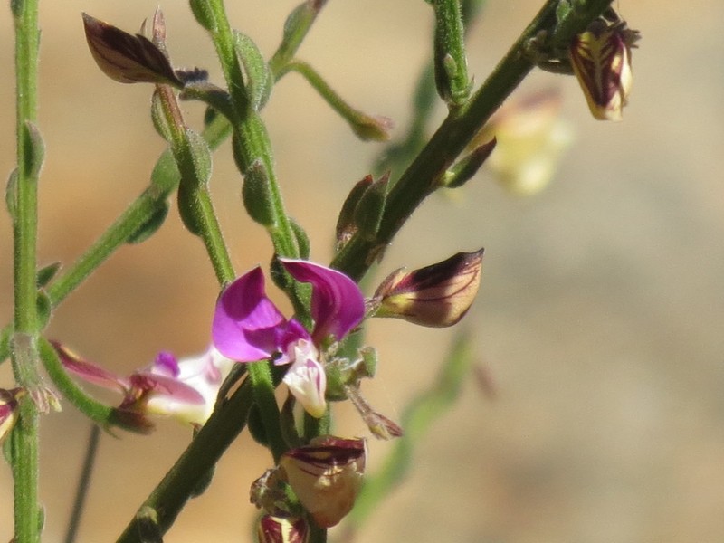 Polygala brachyphylla photo 3