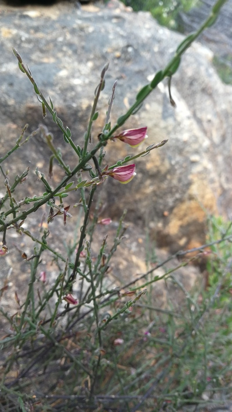 Polygala brachyphylla photo 4