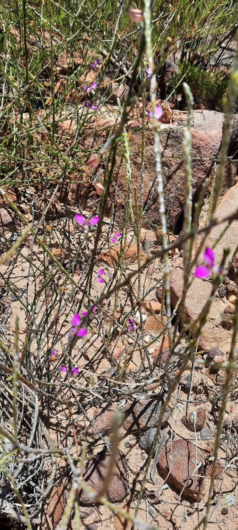 Polygala brachyphylla photo 5