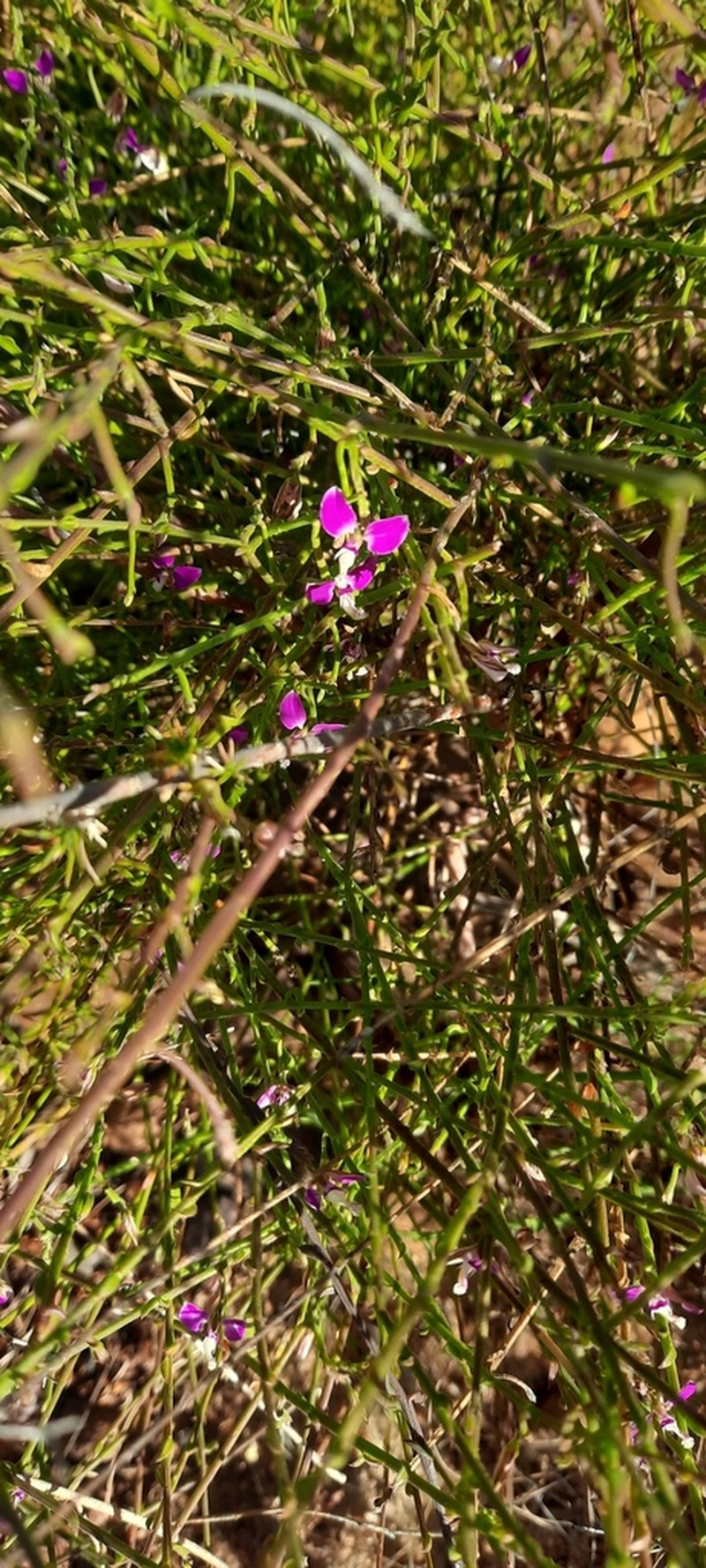 Polygala brachyphylla photo 6