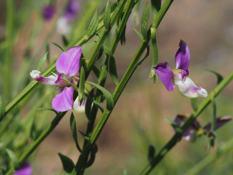 Polygala brachyphylla photo 7
