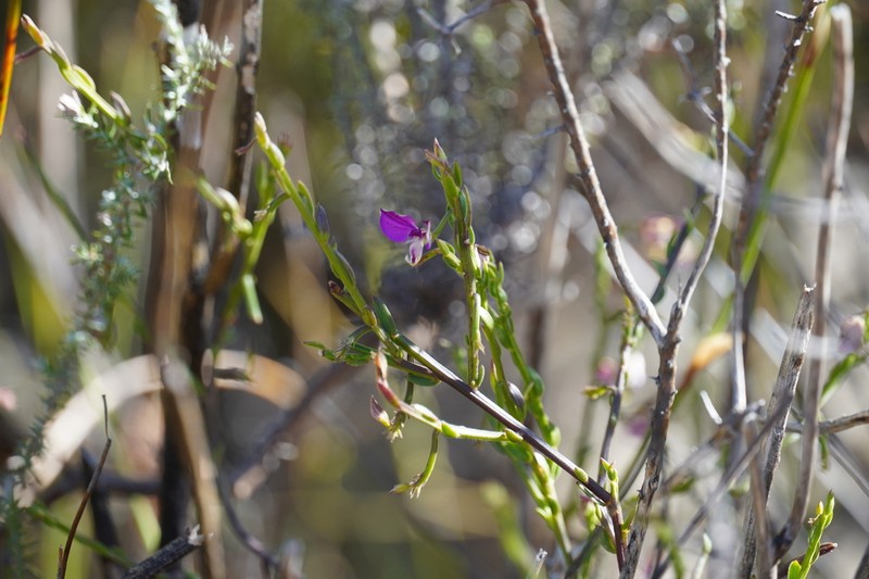 Polygala brachyphylla photo 8