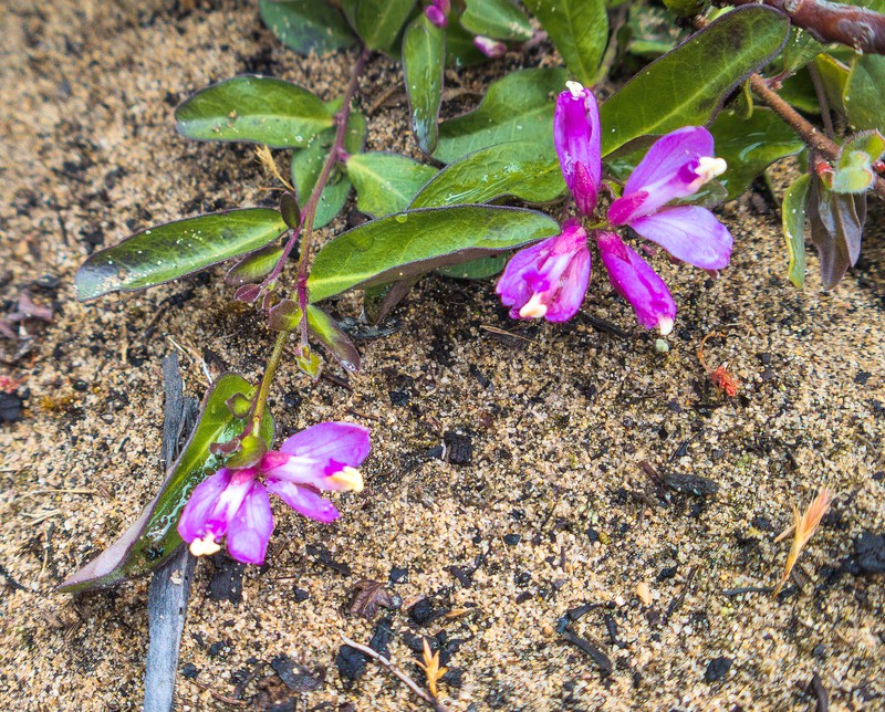 California Milkwort photo 2