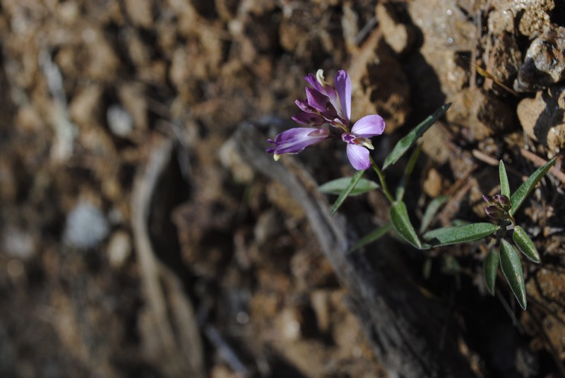California Milkwort