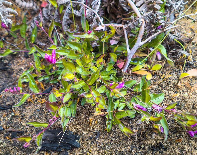 California Milkwort photo 3