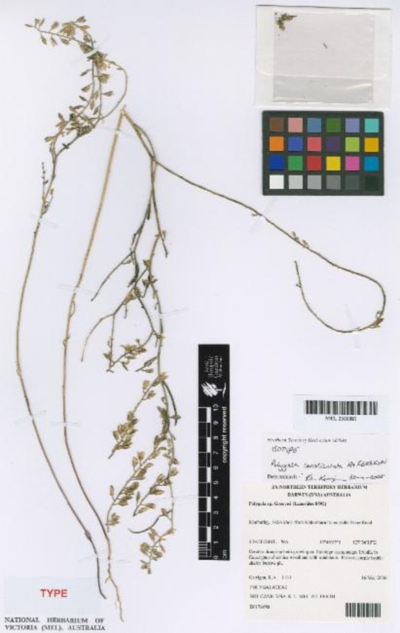 Polygala canaliculata