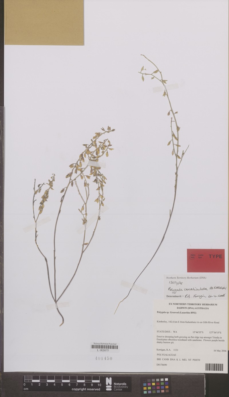 Polygala canaliculata photo 2