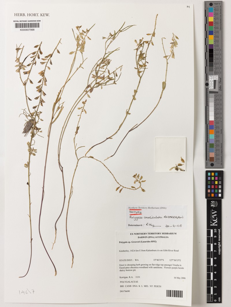 Polygala canaliculata photo 3