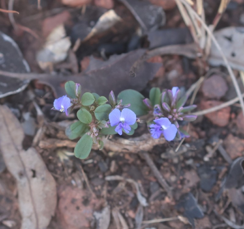 Polygala clavistyla