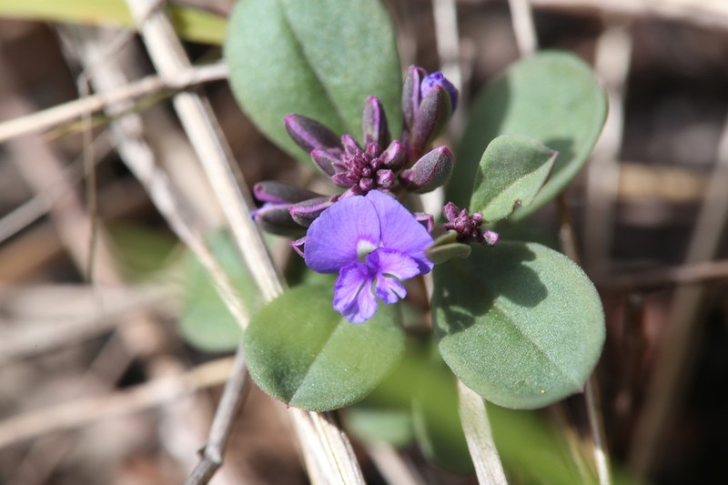 Polygala clavistyla photo 2