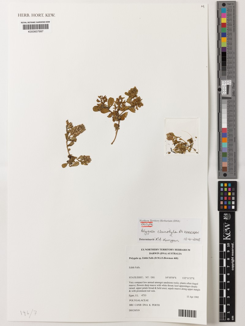 Polygala clavistyla photo 3