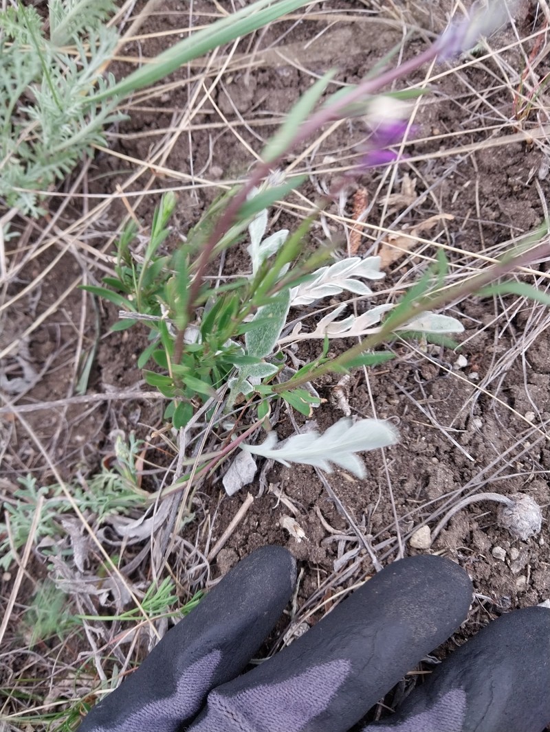 Polygala comosa subsp. comosa